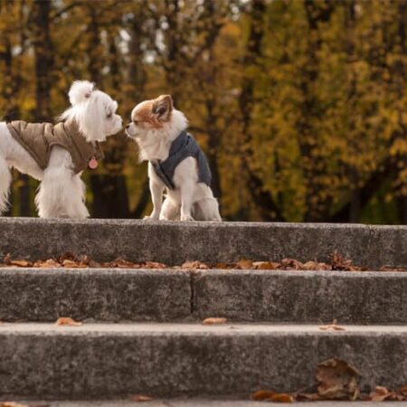 dog jacket SPIRIT gold