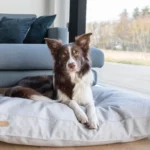 Dog cushions grey