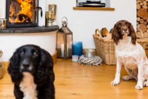 Dog friendly cottages UK