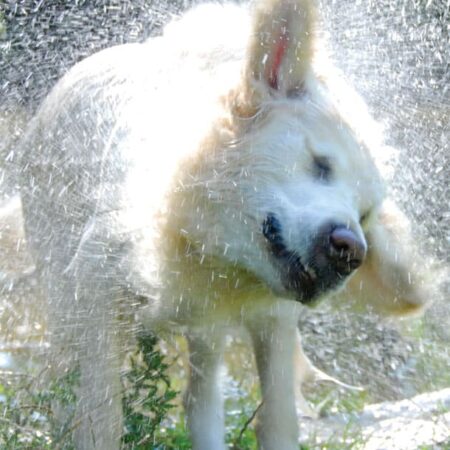 Alternative view of Car seat protection cover for dogs