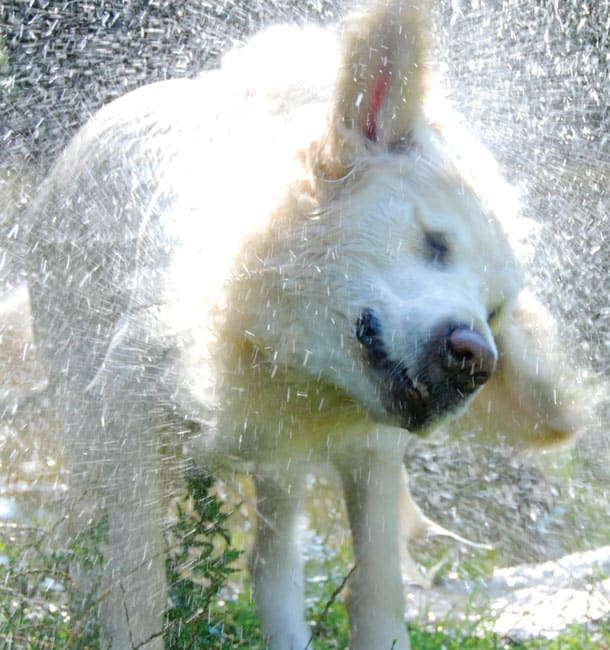 Car seat protection cover for dogs - Image 2