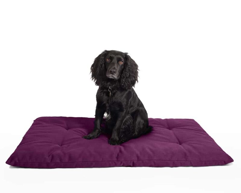 Dog travel bed roll, PURPLE, organic