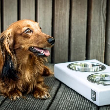 White Luxury Wooden Dog Bowls