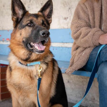 Luxury webbing dog collars & lead sets