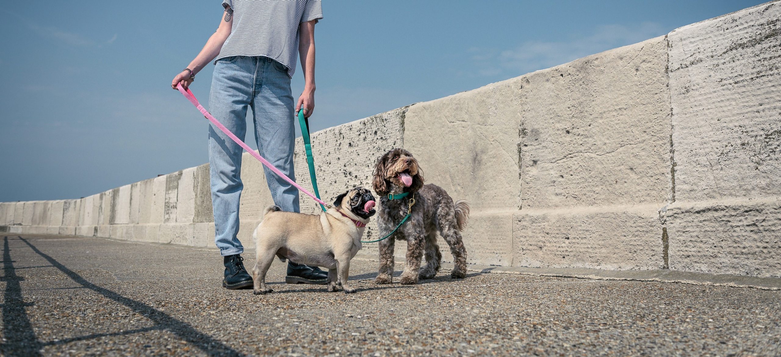 Luxury webbing dog collars and leads