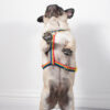Pride Ranbow dog harnesses