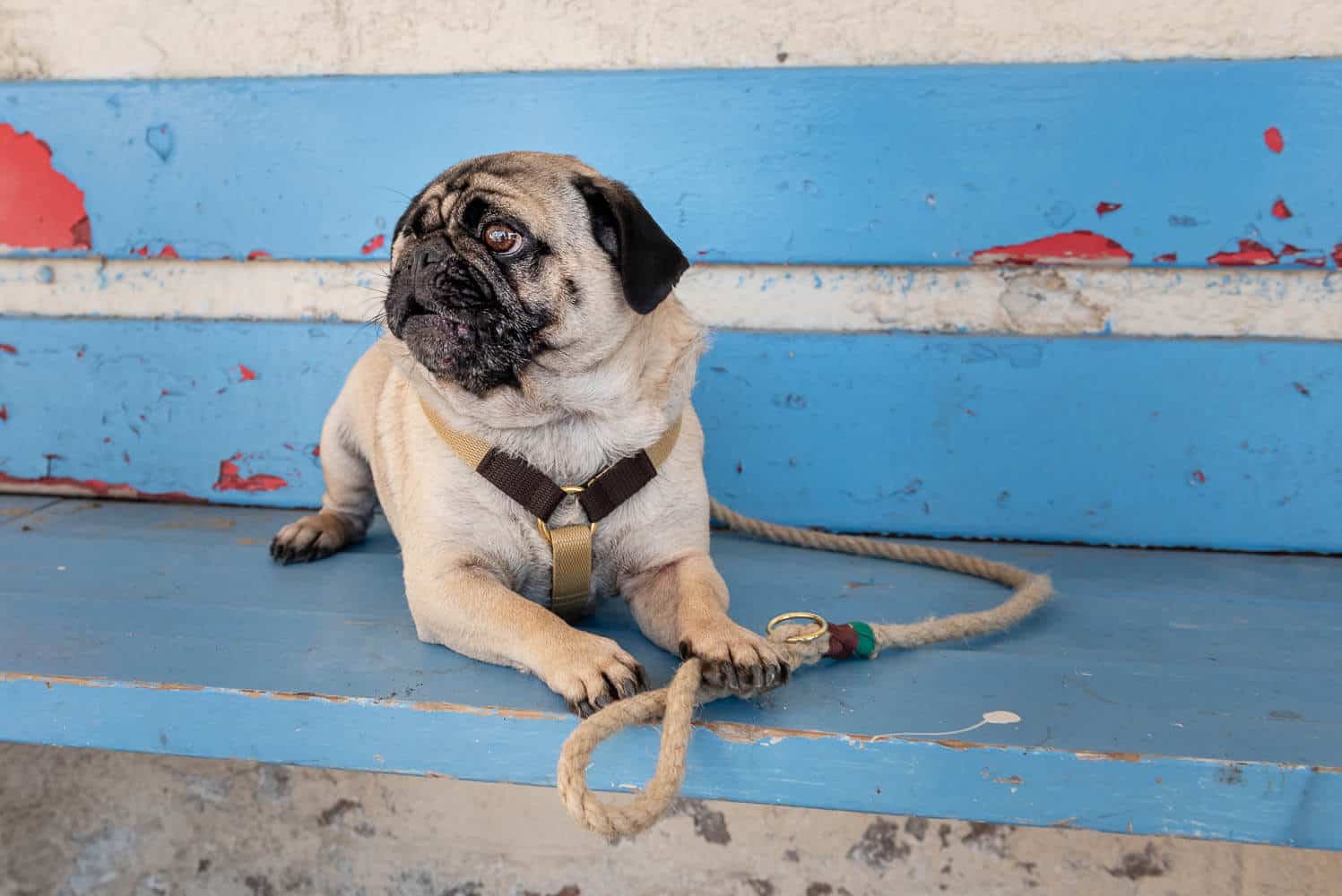 Made-to-measure luxury webbing dog harness | Two colours - Image 4