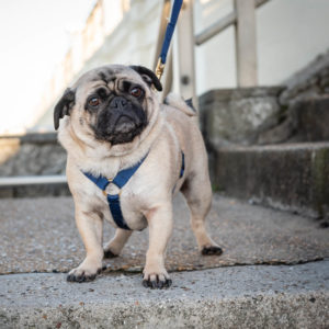 Dog Harnesses with Leads | Puppy Harnesses