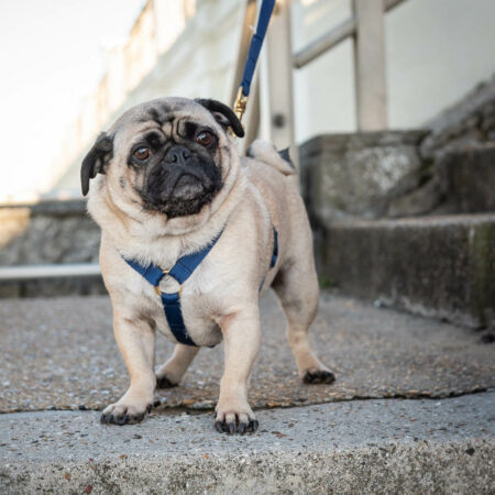 Designer Dog Harnesses | Puppy Harnesses