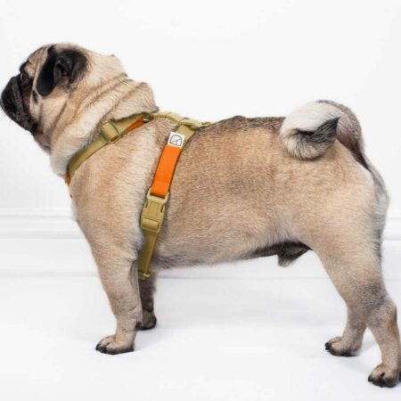Luxury dog harnesses