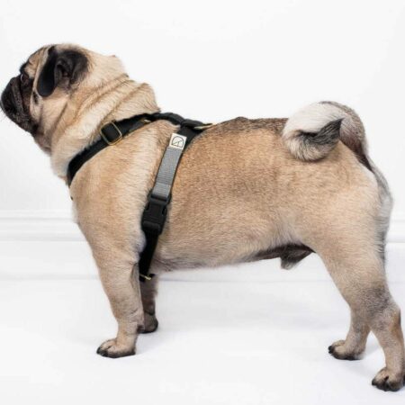 Luxury dog harnesses