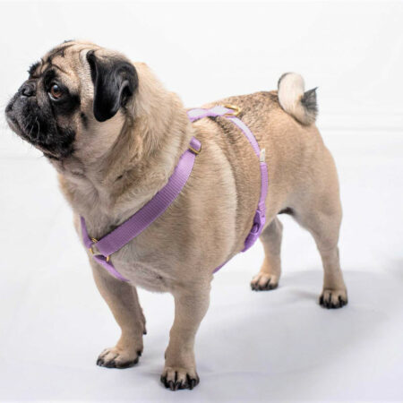 Designer dog harnesses