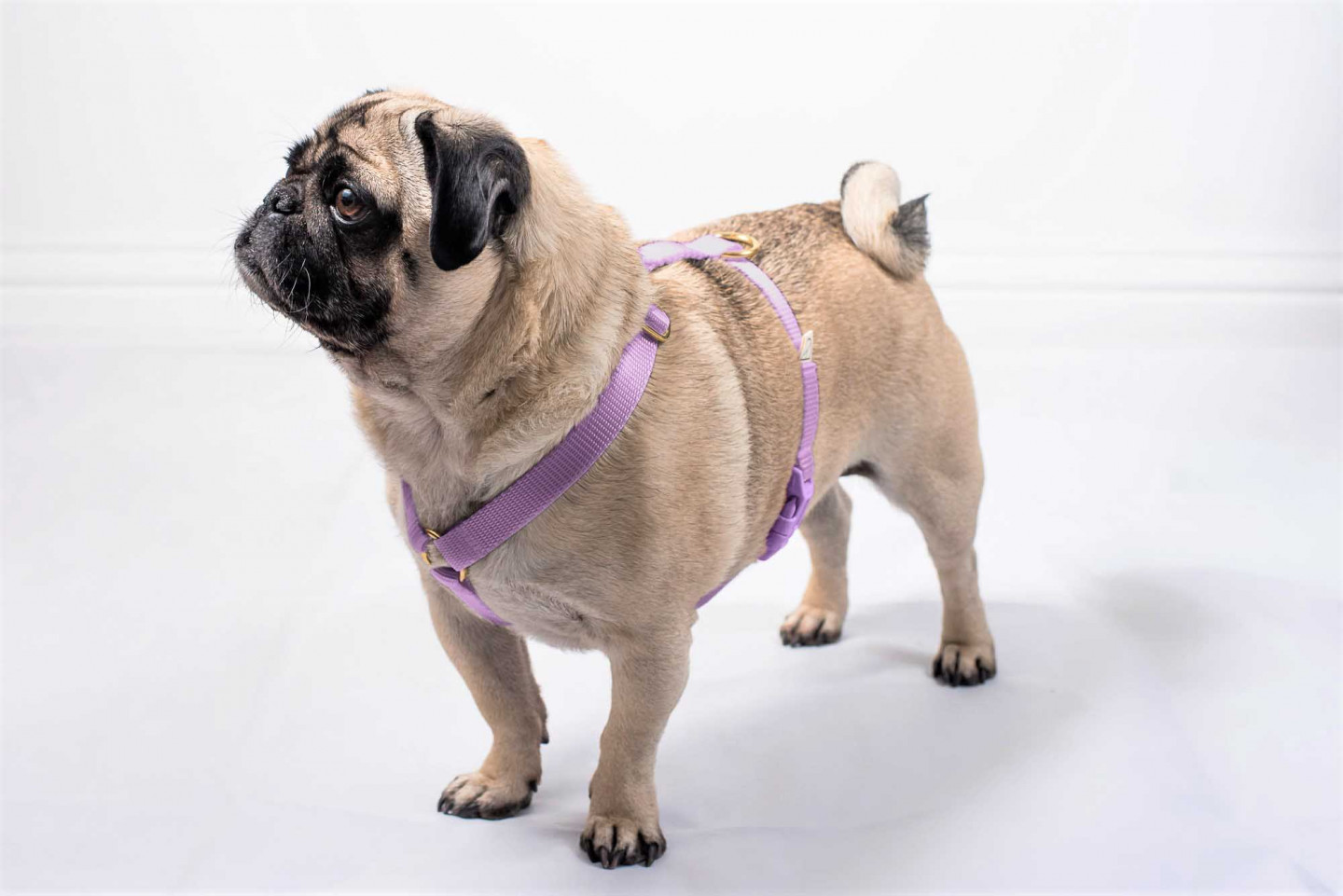 Designer dog harnesses