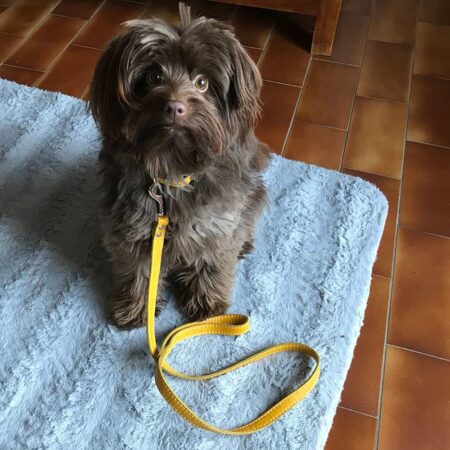 Yellow and Cream soft leather puppy collar and lead set