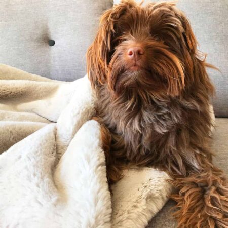 Silver softie pooch sac - dog sleeping bag and bed