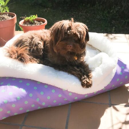 Spotty dog cushion bed - Lavender and mint