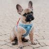 Designer dog harnesses