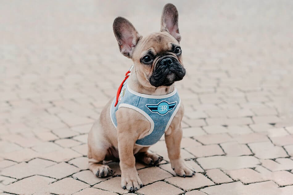 Bowl and Bone Light Denim Patch Dog Harness with optional Matching Lead - The Stylish Dog Company