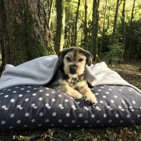 Deep filled boxed dog cushions