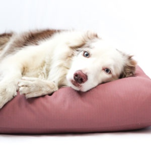 Luxury dog beds