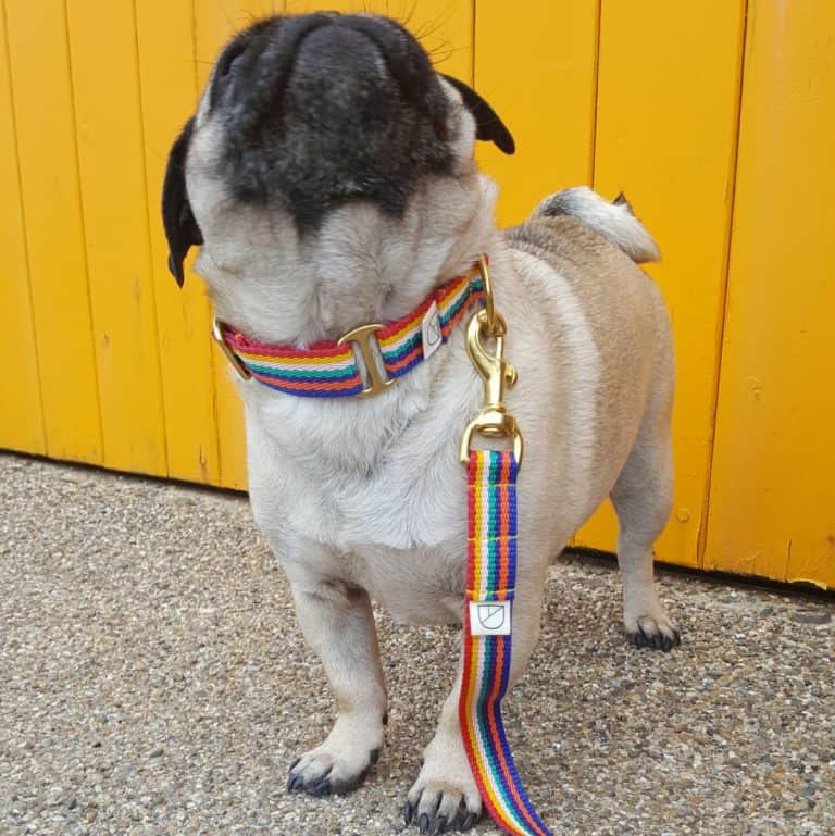 Rainbow dog collar and lead