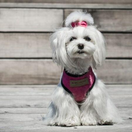 Designer dog harnesses