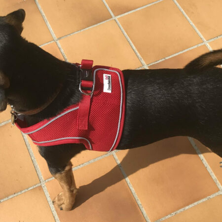Alternative view of Colourful Snappy Dog Harness | range of colours