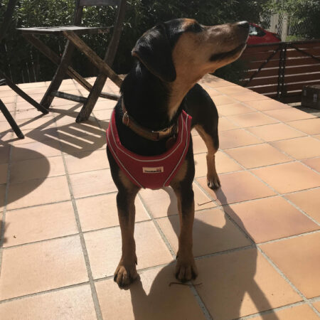 Designer dog harnesses