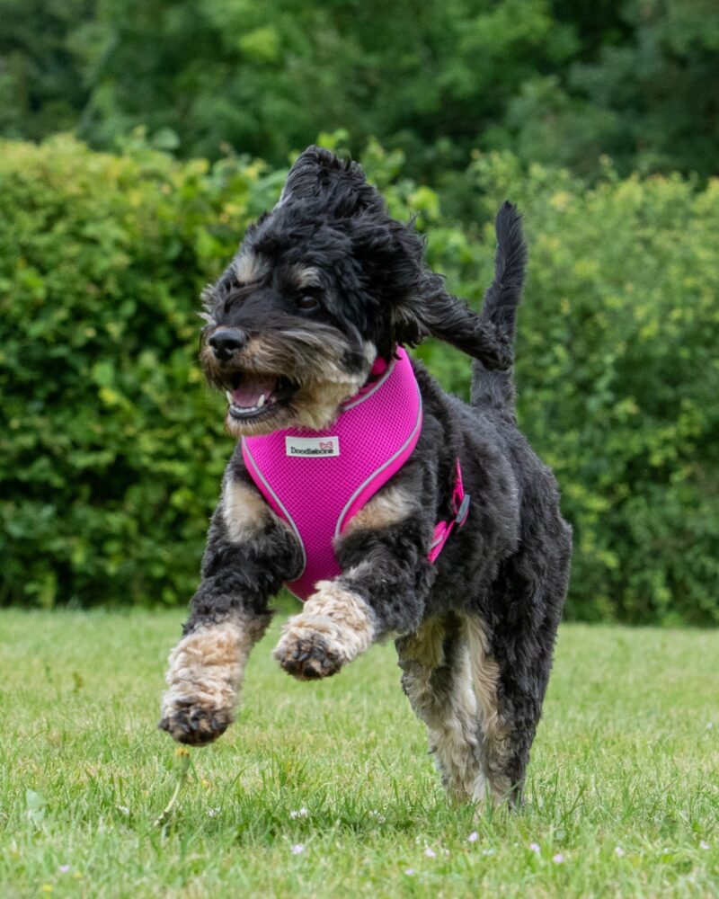 Dog harness and leads