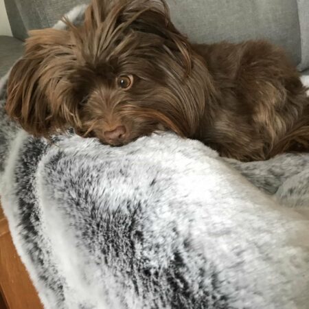 Grey Squirrel dog blanket
