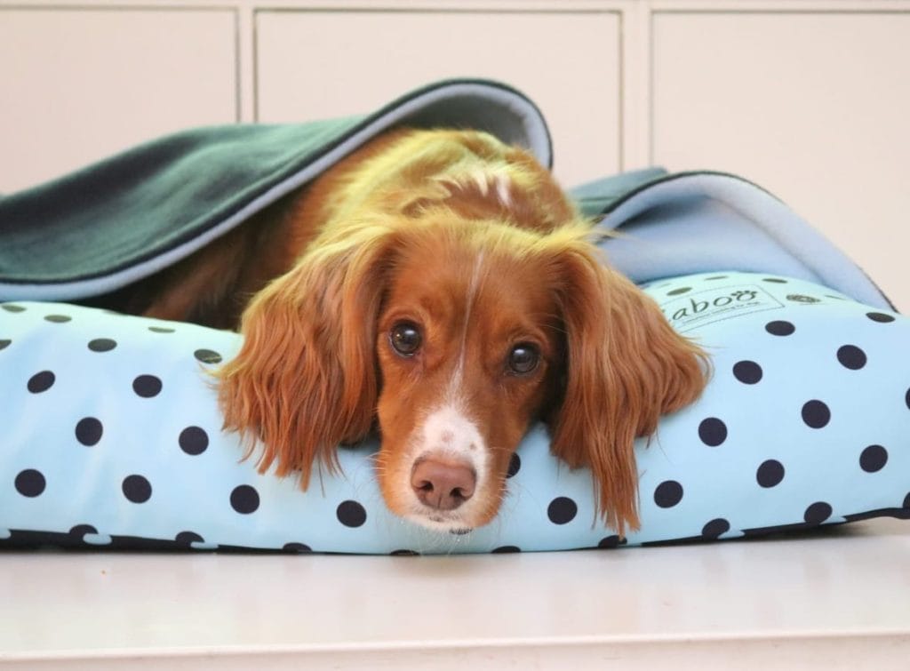 Blue and navy spot burrow Dogbed