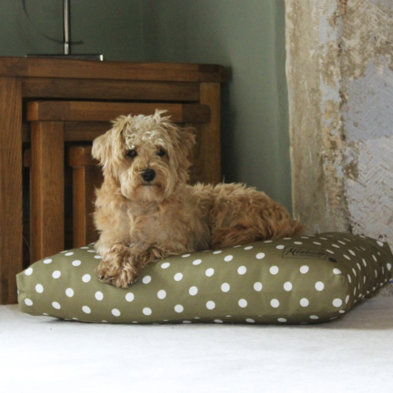 Sage green and white spot dog cushion