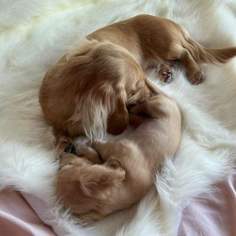 Faux fur dog blankets