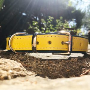 collars and leads for dogs