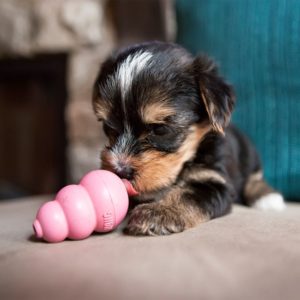 dog toy pink puppy