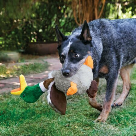 duck dog toy