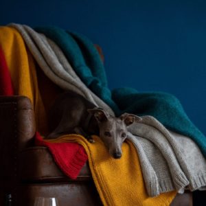Luxury dog blankets and throws ALPACA WOOL THROW IN TURMERIC
