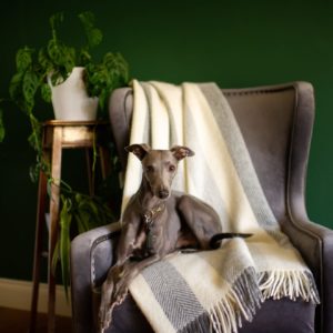 Luxury dog blankets and throws Classic wool throw cream and grey