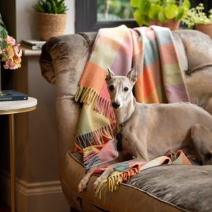 Luxury dog blankets and throws
