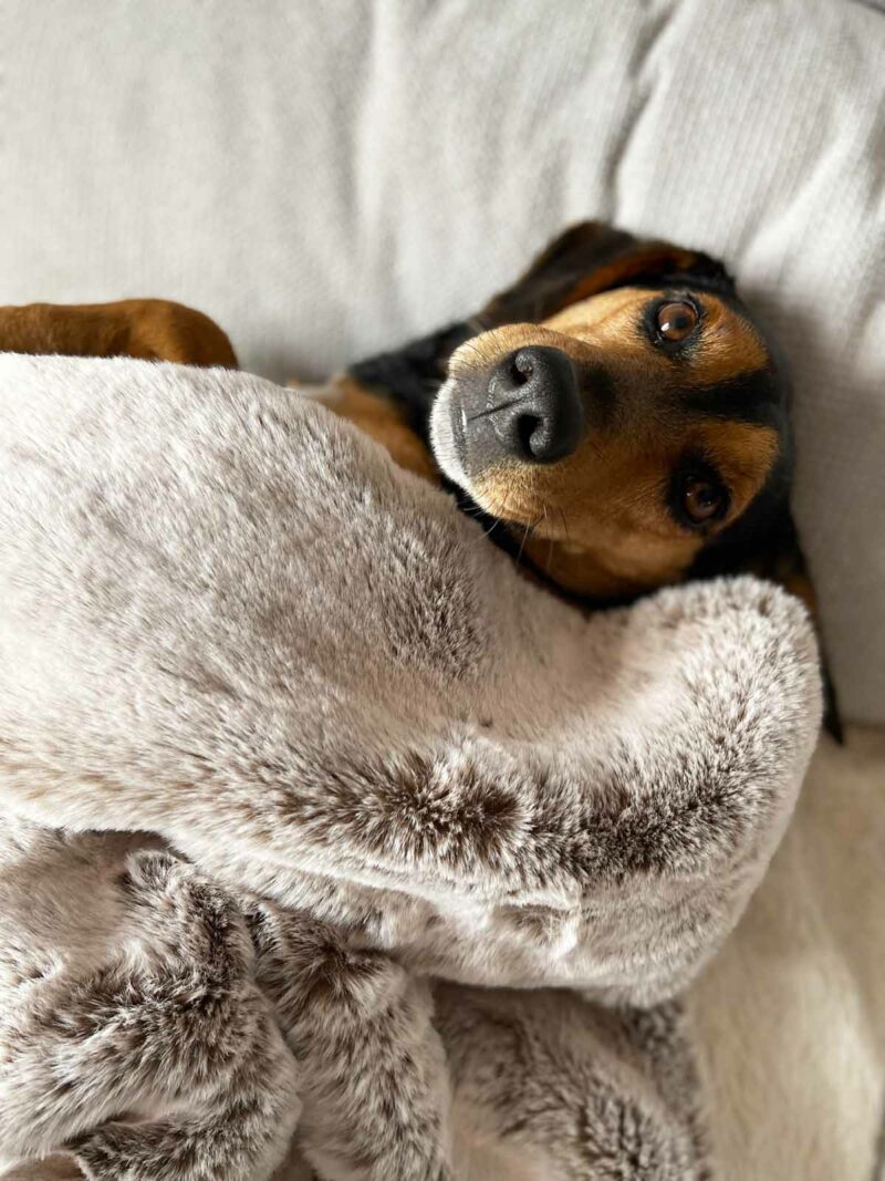 Luxury dog blankets