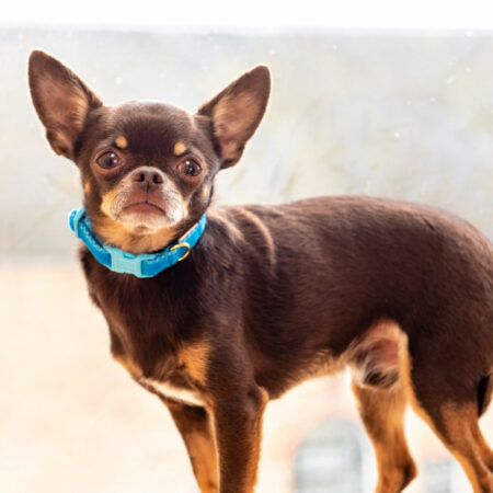 Velvet light blue puppy collars