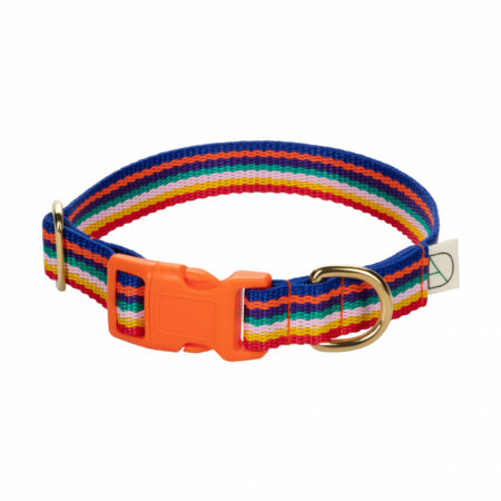 dog collar multicolor