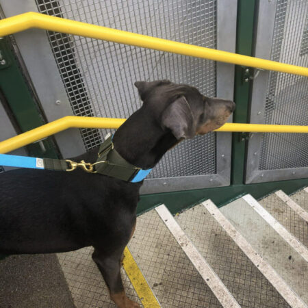 Webbing Martingale Collar - handmade