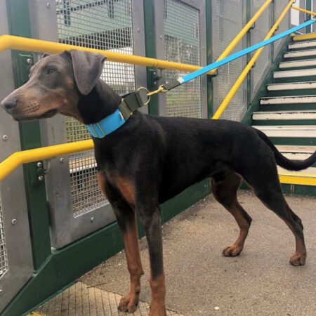 Webbing Martingale Collar - handmade
