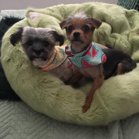 pistachio donut dog bed donut faux fur