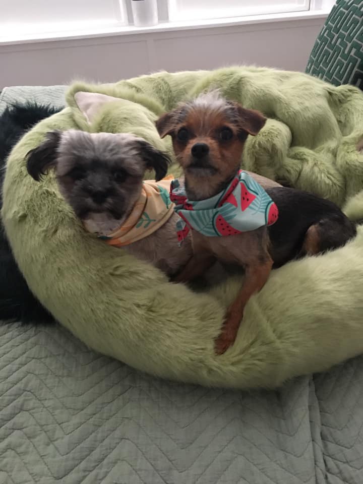 pistachio donut dog bed donut faux fur