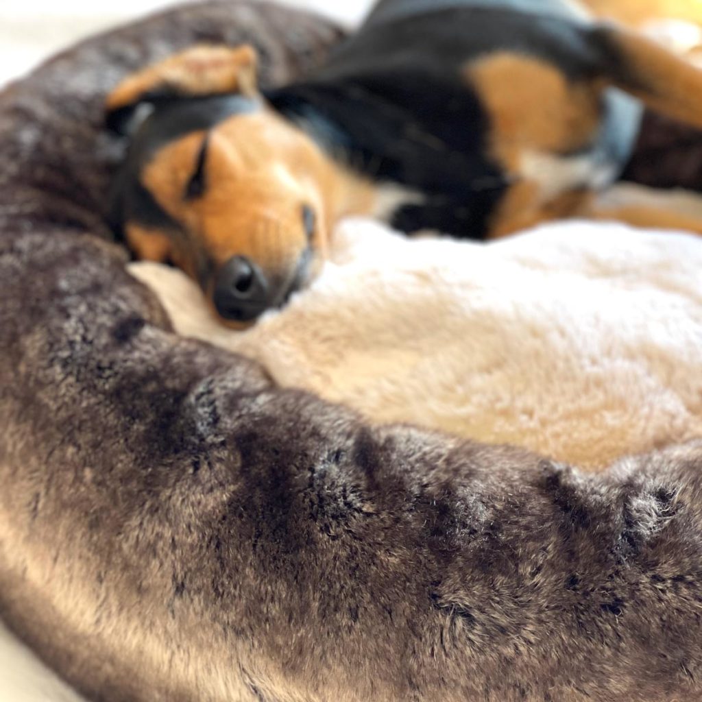 Calming dog beds