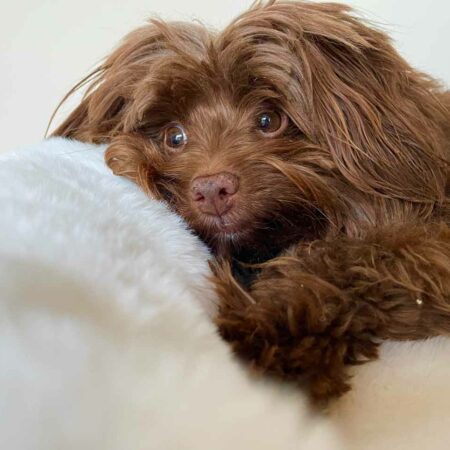 Donut dog bed | Ivory cream