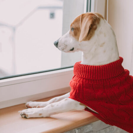 Dog jumper red