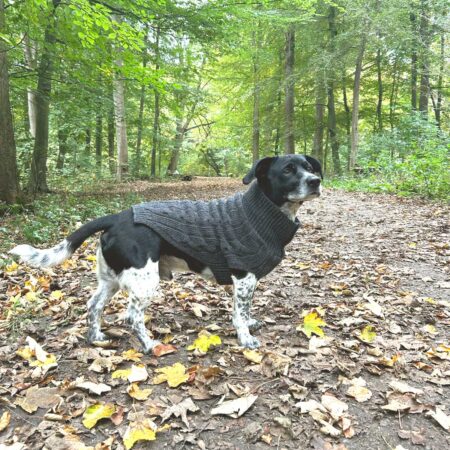 Designer Dog Jumpers